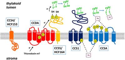 Maturation of Plastid c-type Cytochromes